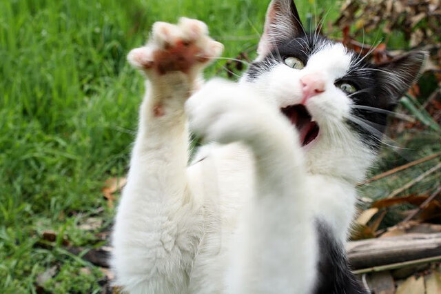 NBA新规出台,裁判判罚引发热议,nba裁判决定比赛