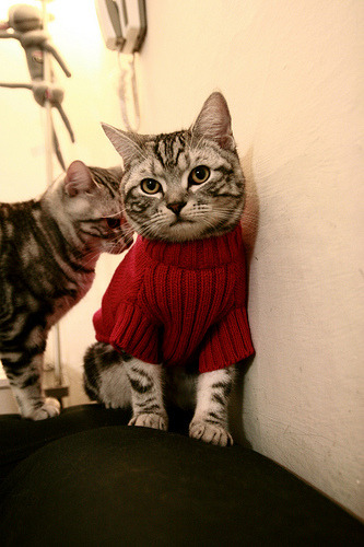 NBA最佳阵容正式公布,球迷热烈讨论,nba最佳阵容正式公布,球迷热烈讨论